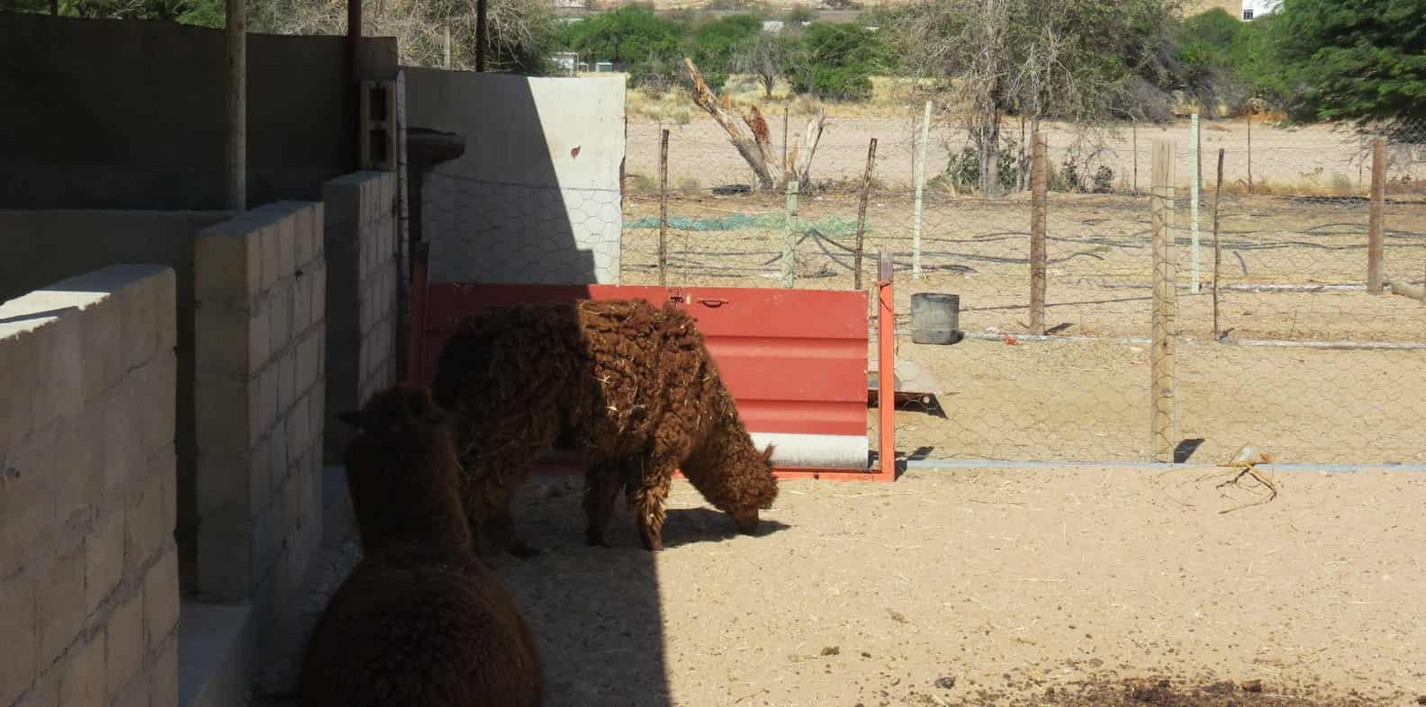 Brown alpaca at the red feeding trough