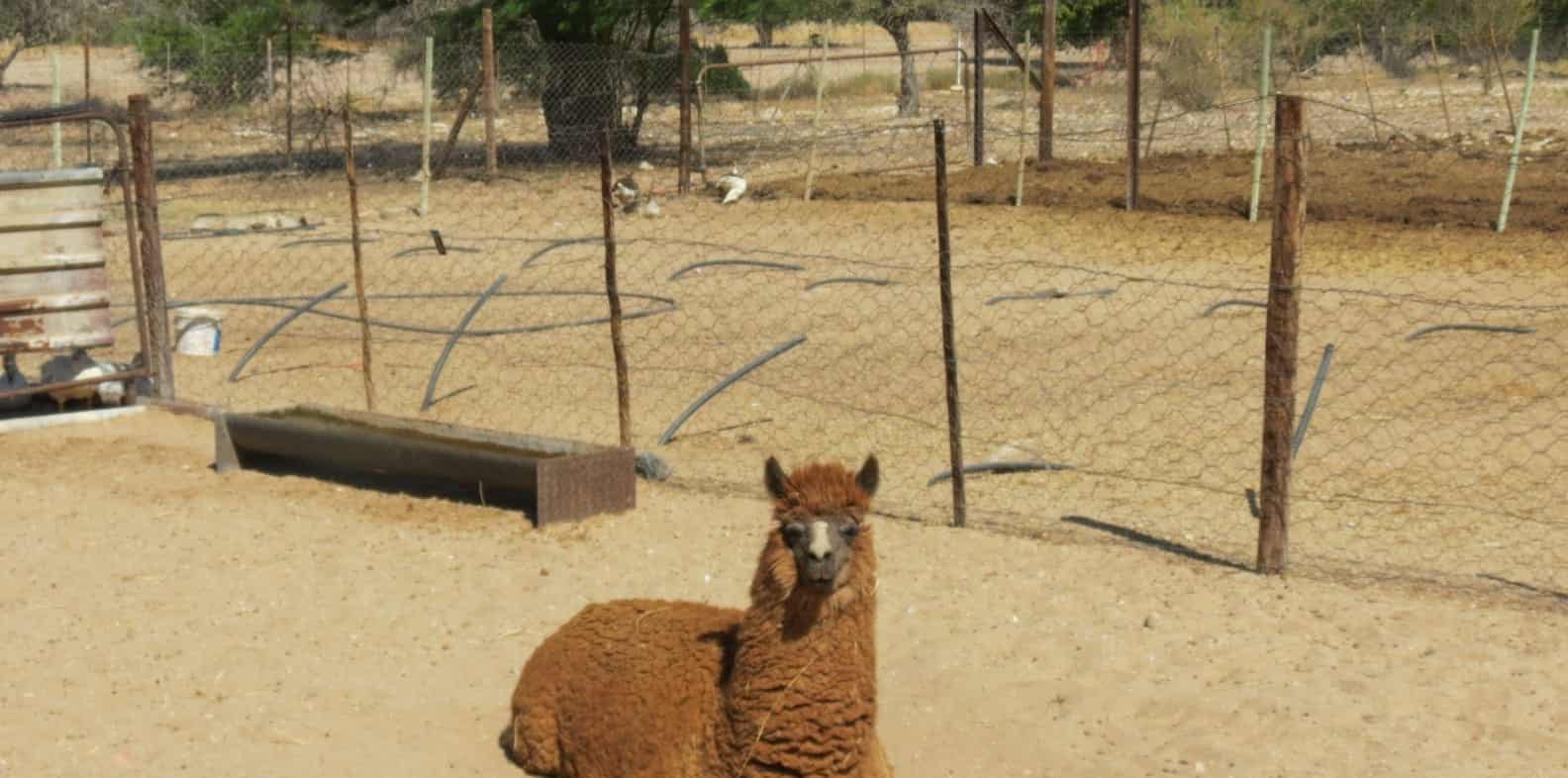 Alpaca resting in the shade