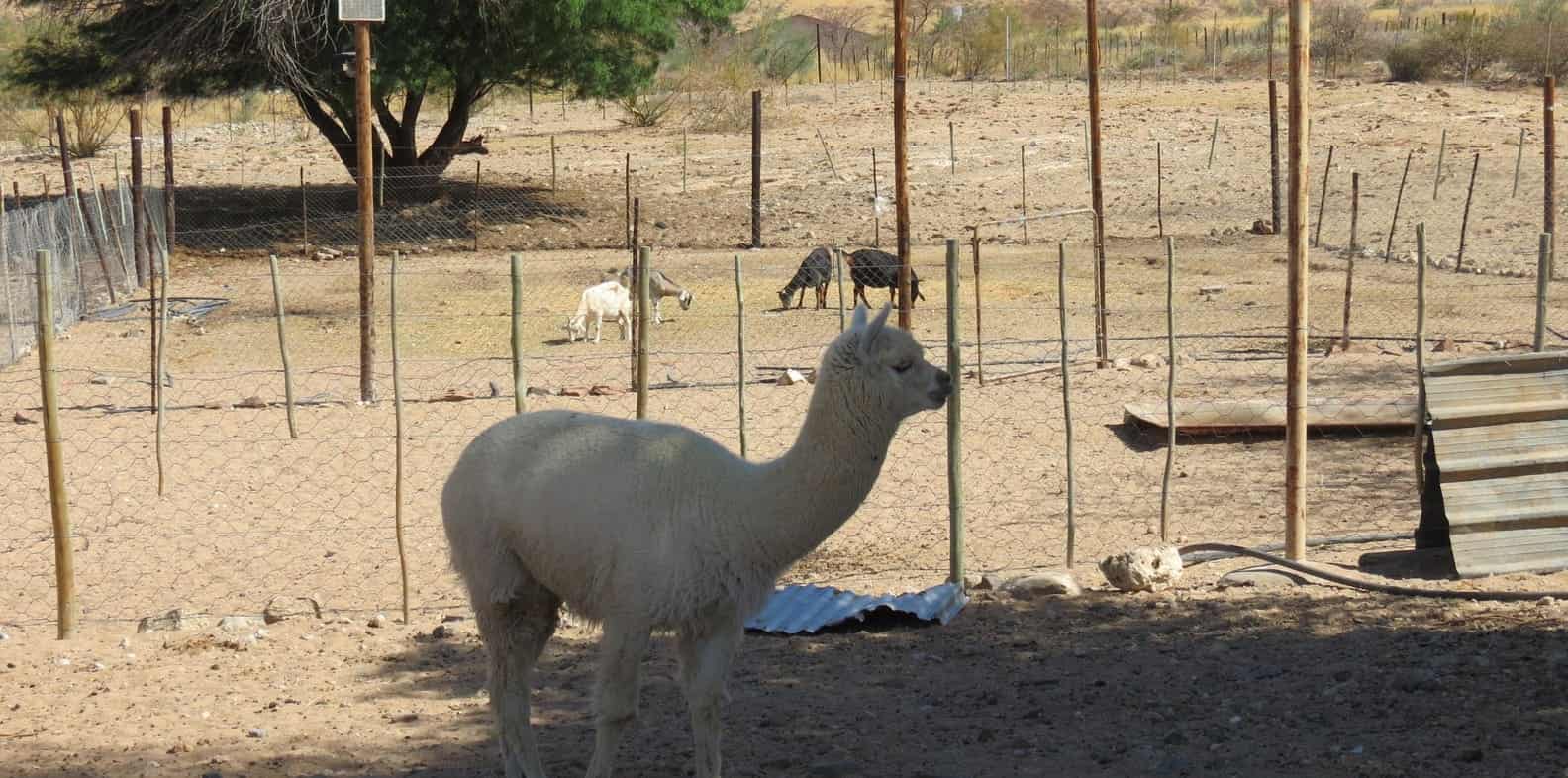 White alpaca standing in the camp