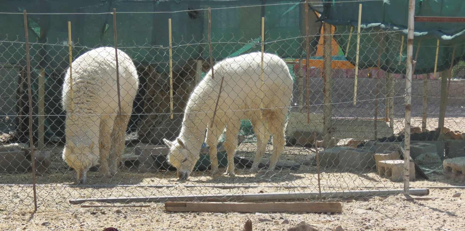 Two white alpacas grazing together
