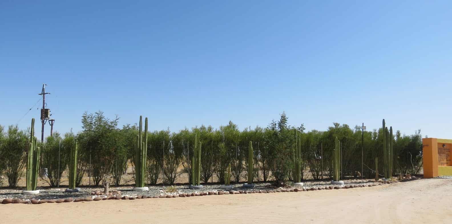 Cactus fence running along the road