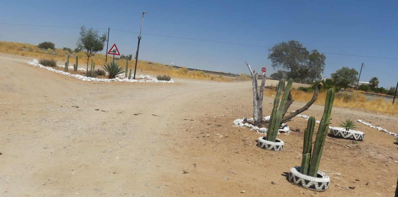 Cactus garden beside the gravel road