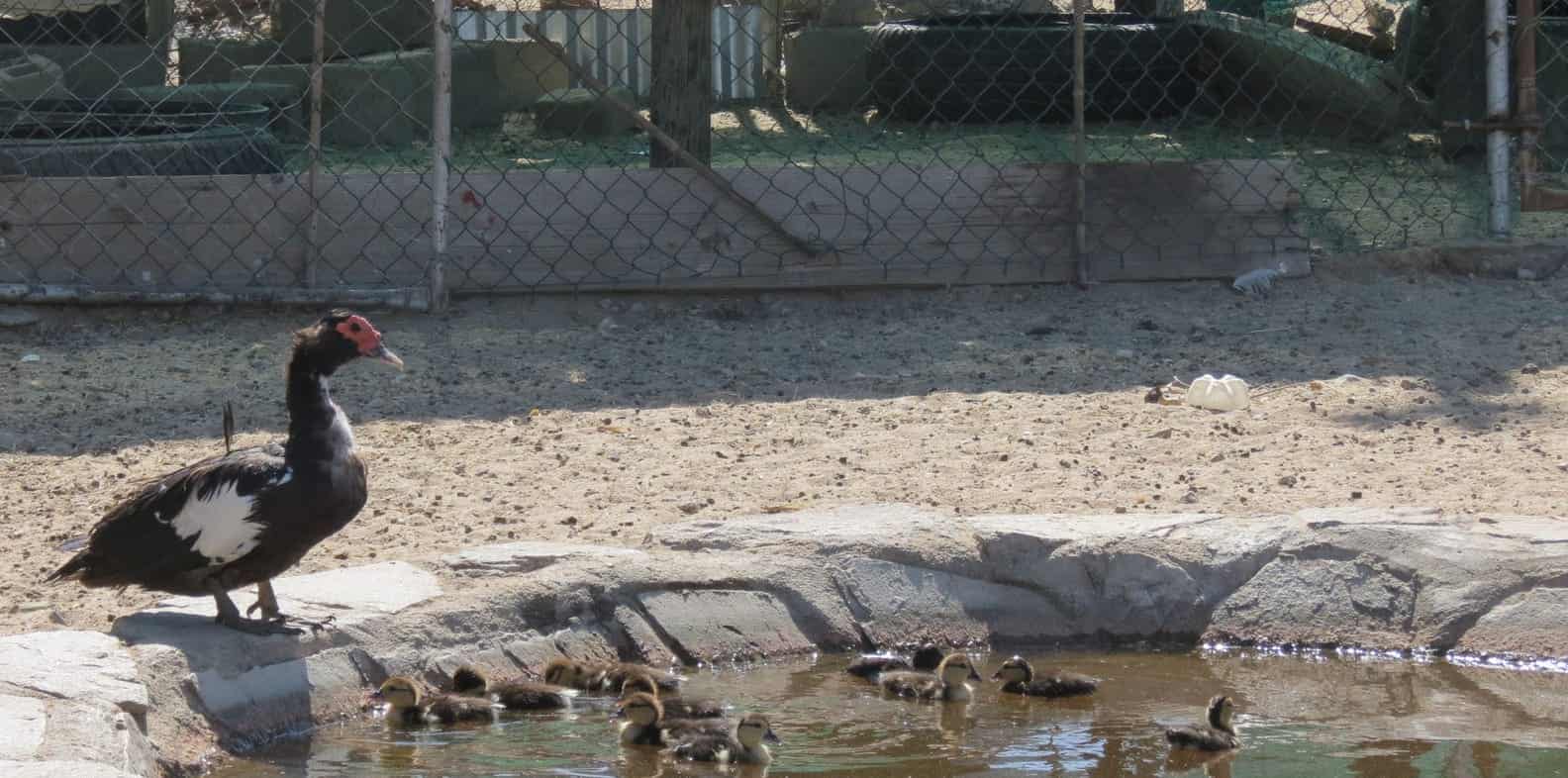 Ducks with ducklings on the garden pond