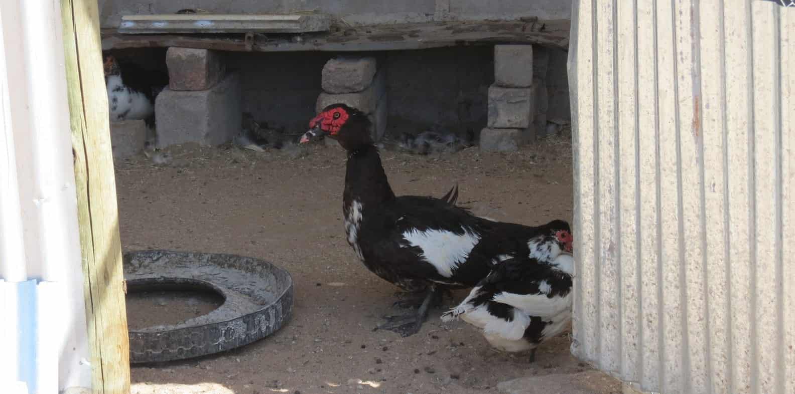 Ducks resting at the shelter corner