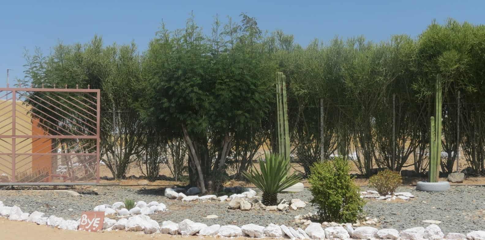 Picket fence along the cactus garden