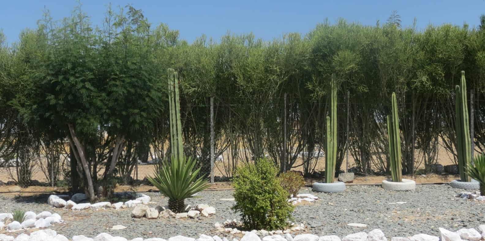 Tall cacti in a bed edged with white stones