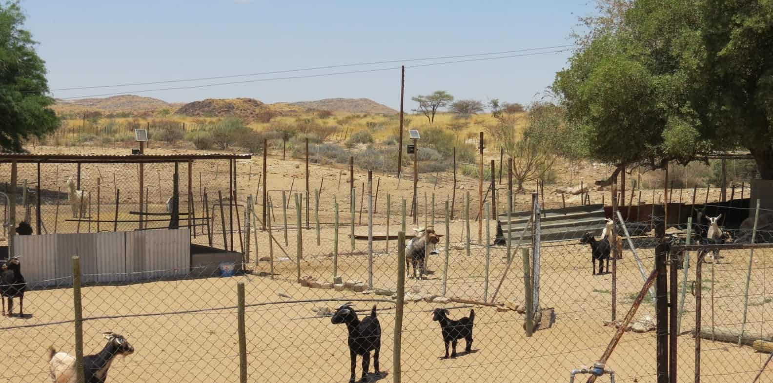Goats in their camp by the fence