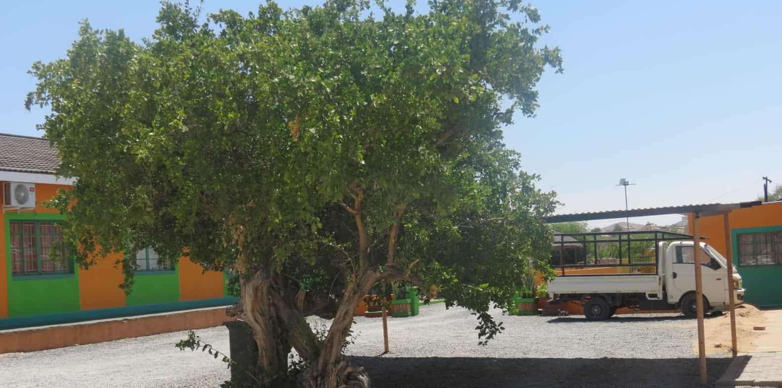Big shade tree over the parking