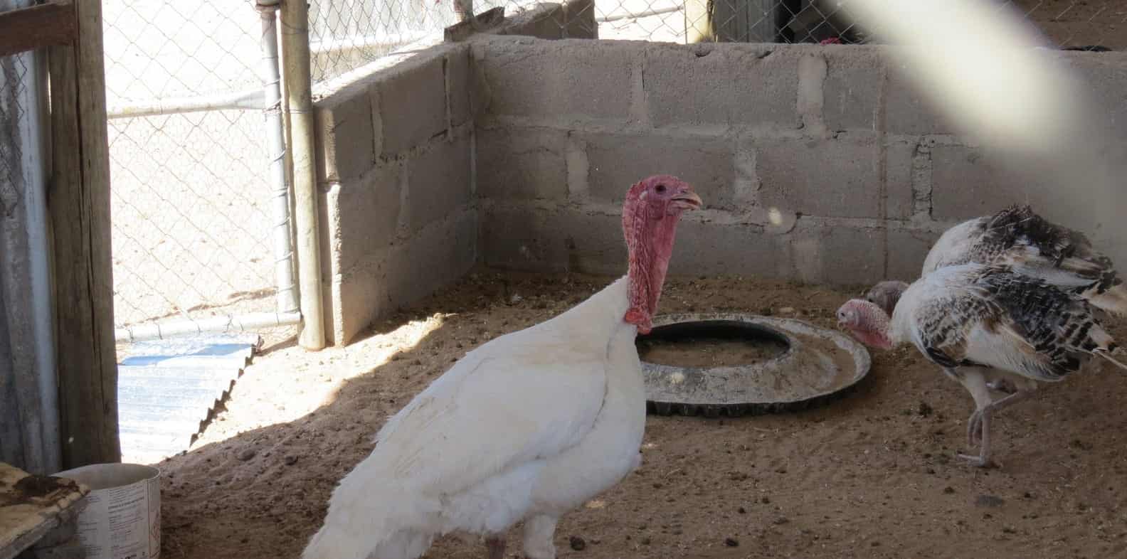 White turkey strutting past the coop